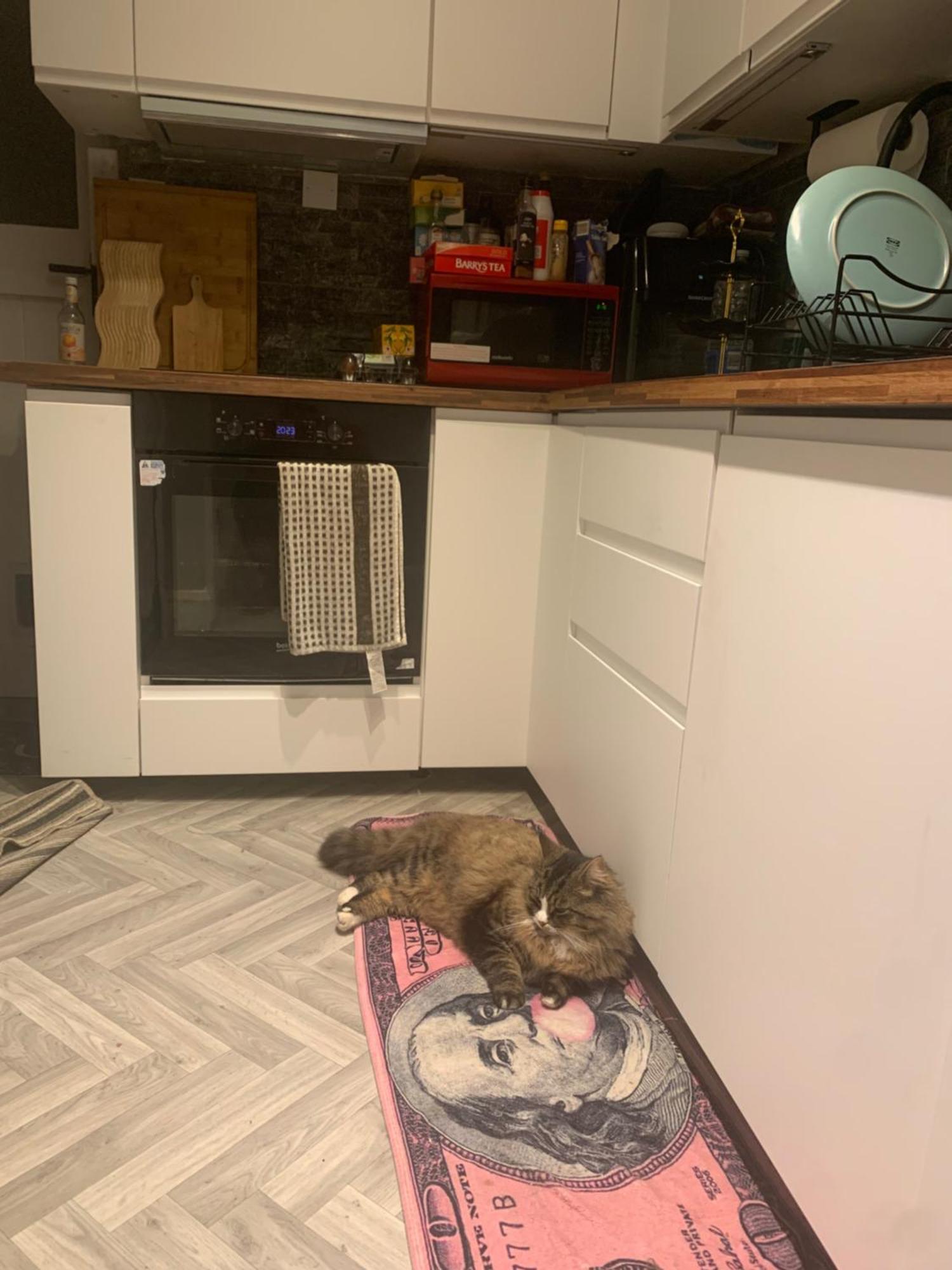 Wake Up With 2 Cats On Your Face Dublin Extérieur photo