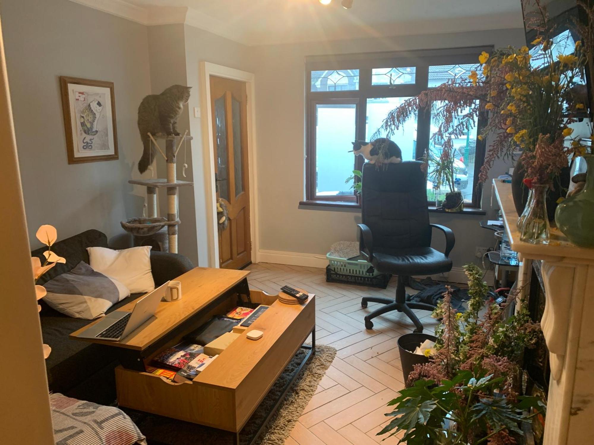 Wake Up With 2 Cats On Your Face Dublin Extérieur photo