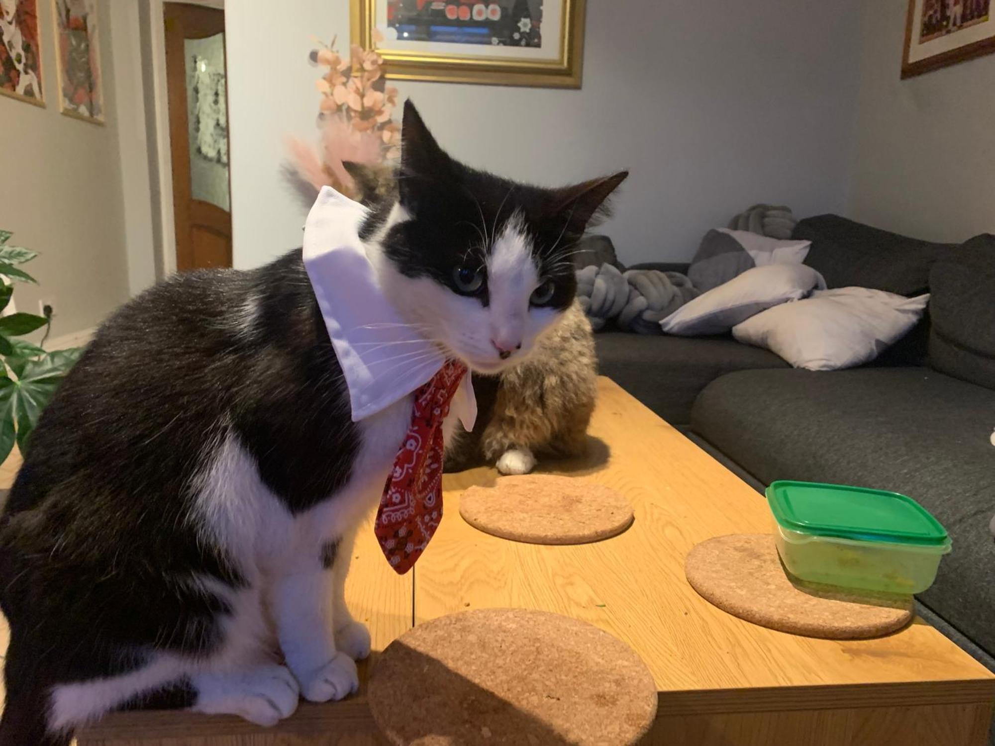 Wake Up With 2 Cats On Your Face Dublin Extérieur photo