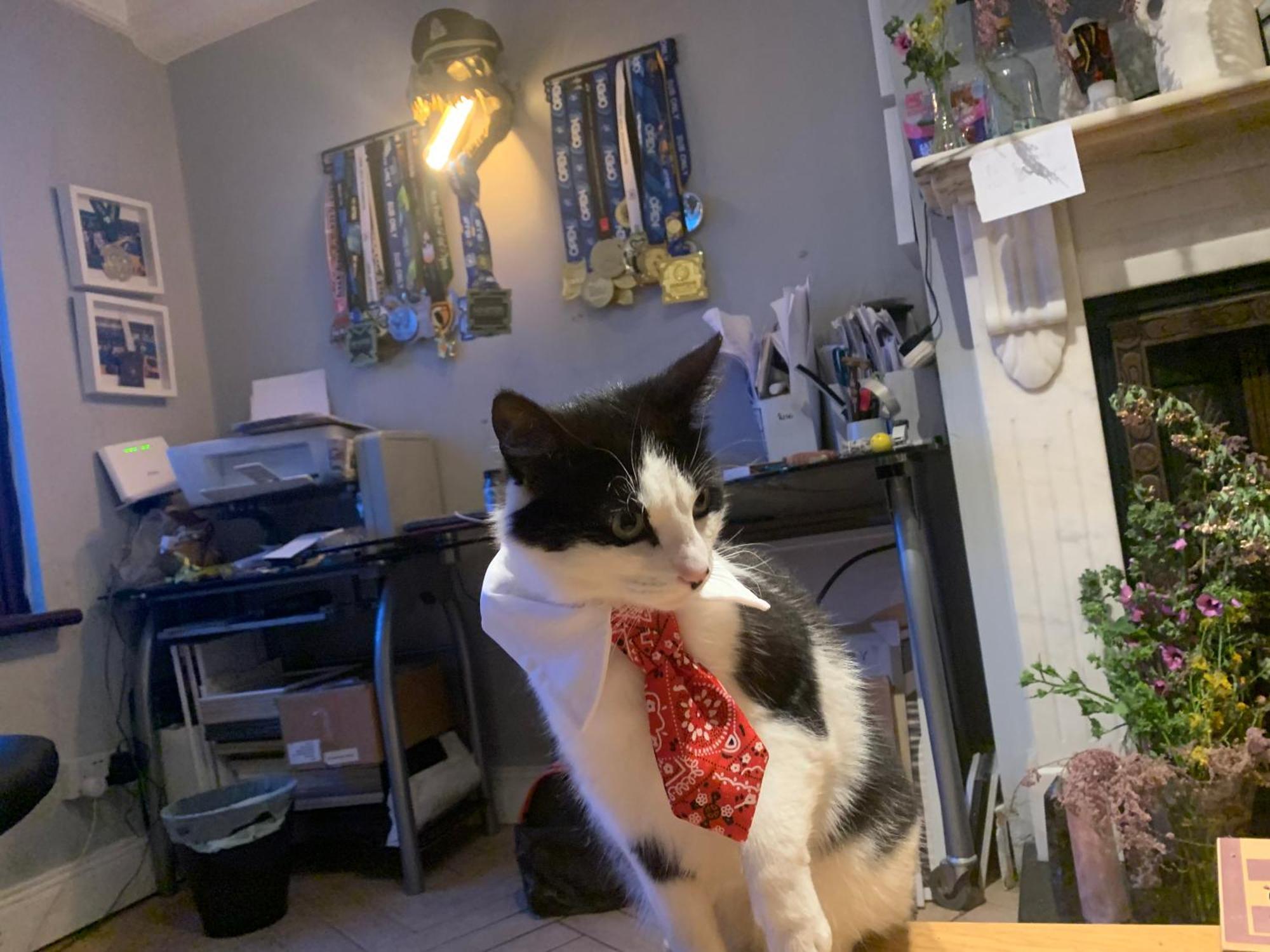 Wake Up With 2 Cats On Your Face Dublin Extérieur photo