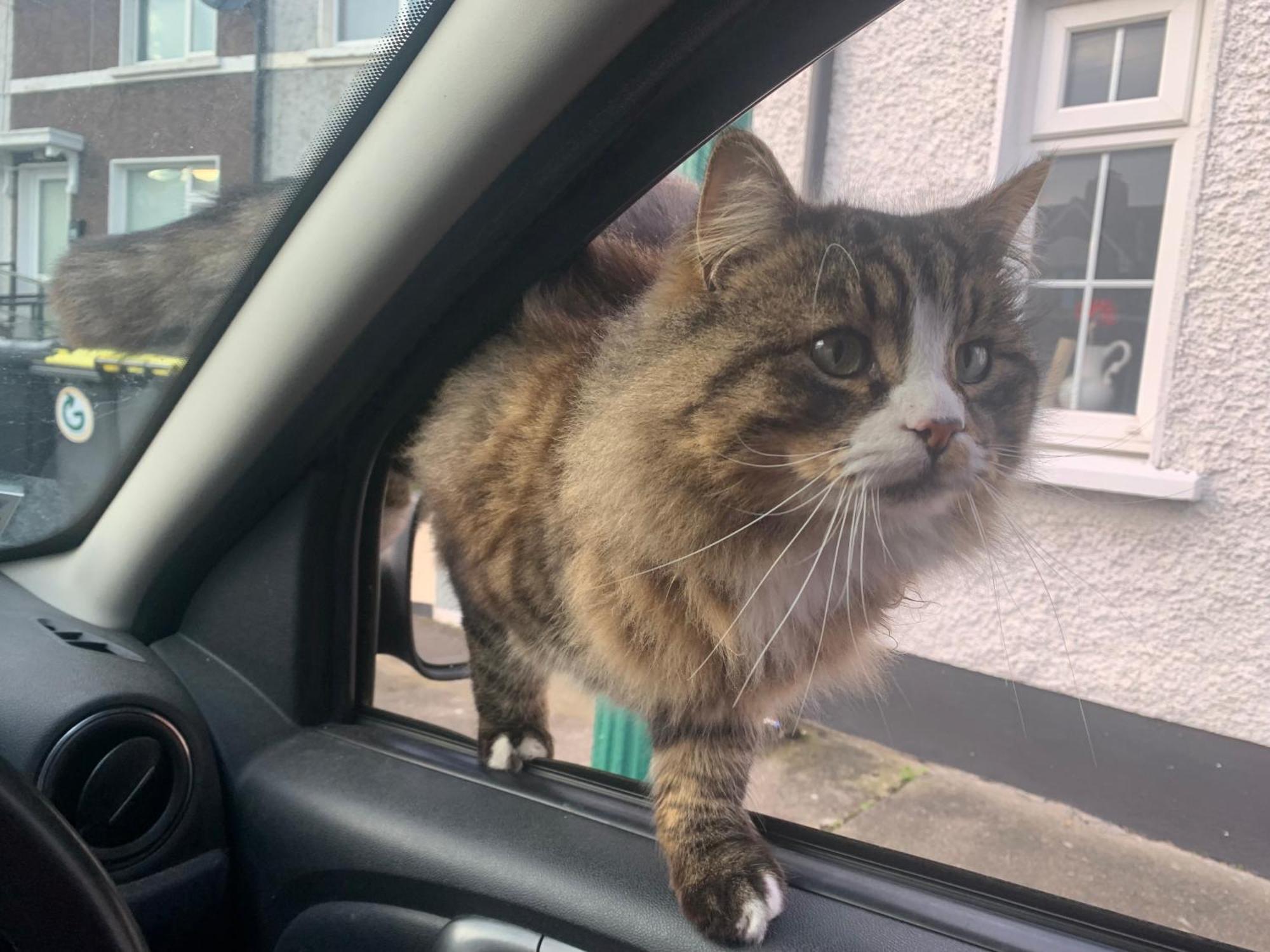 Wake Up With 2 Cats On Your Face Dublin Extérieur photo