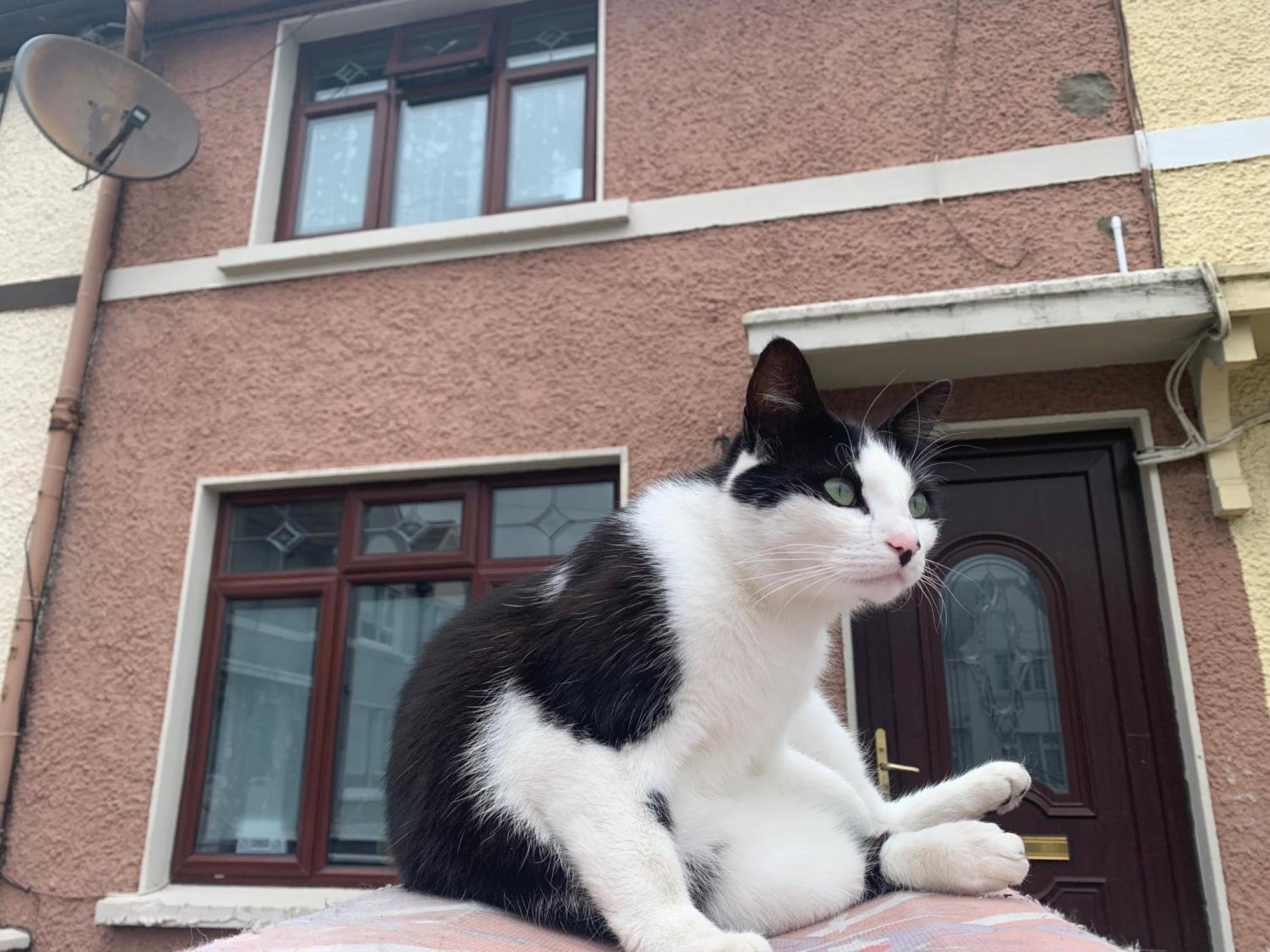 Wake Up With 2 Cats On Your Face Dublin Extérieur photo
