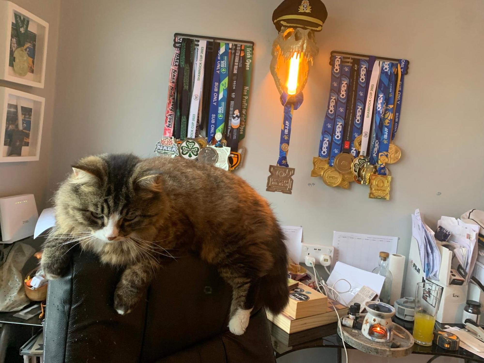 Wake Up With 2 Cats On Your Face Dublin Extérieur photo
