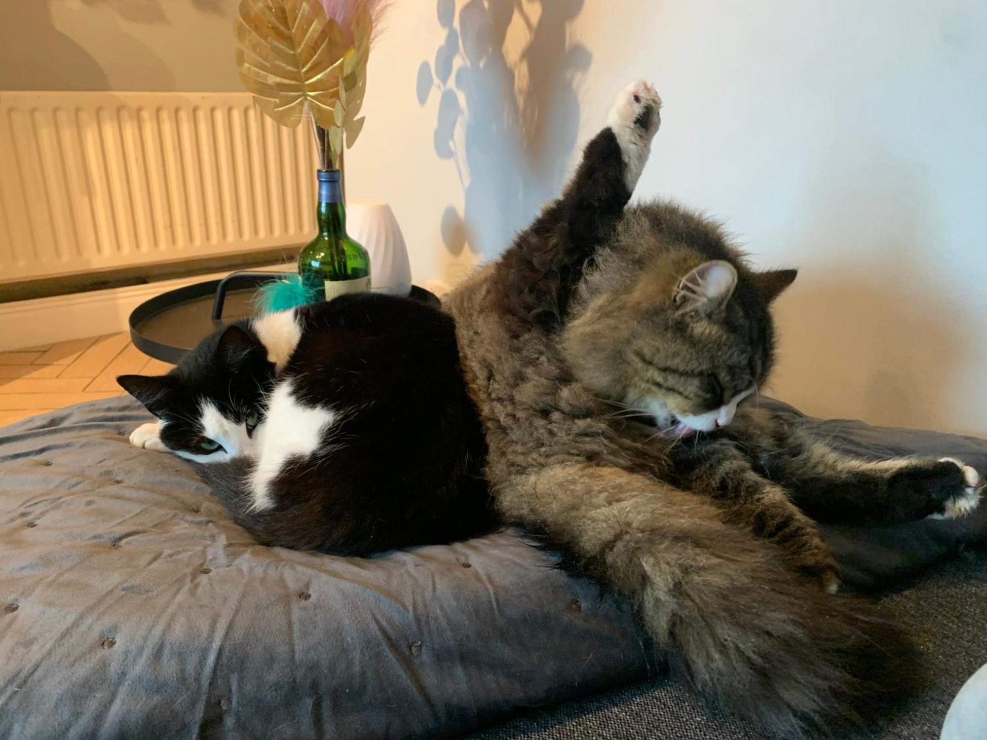 Wake Up With 2 Cats On Your Face Dublin Extérieur photo