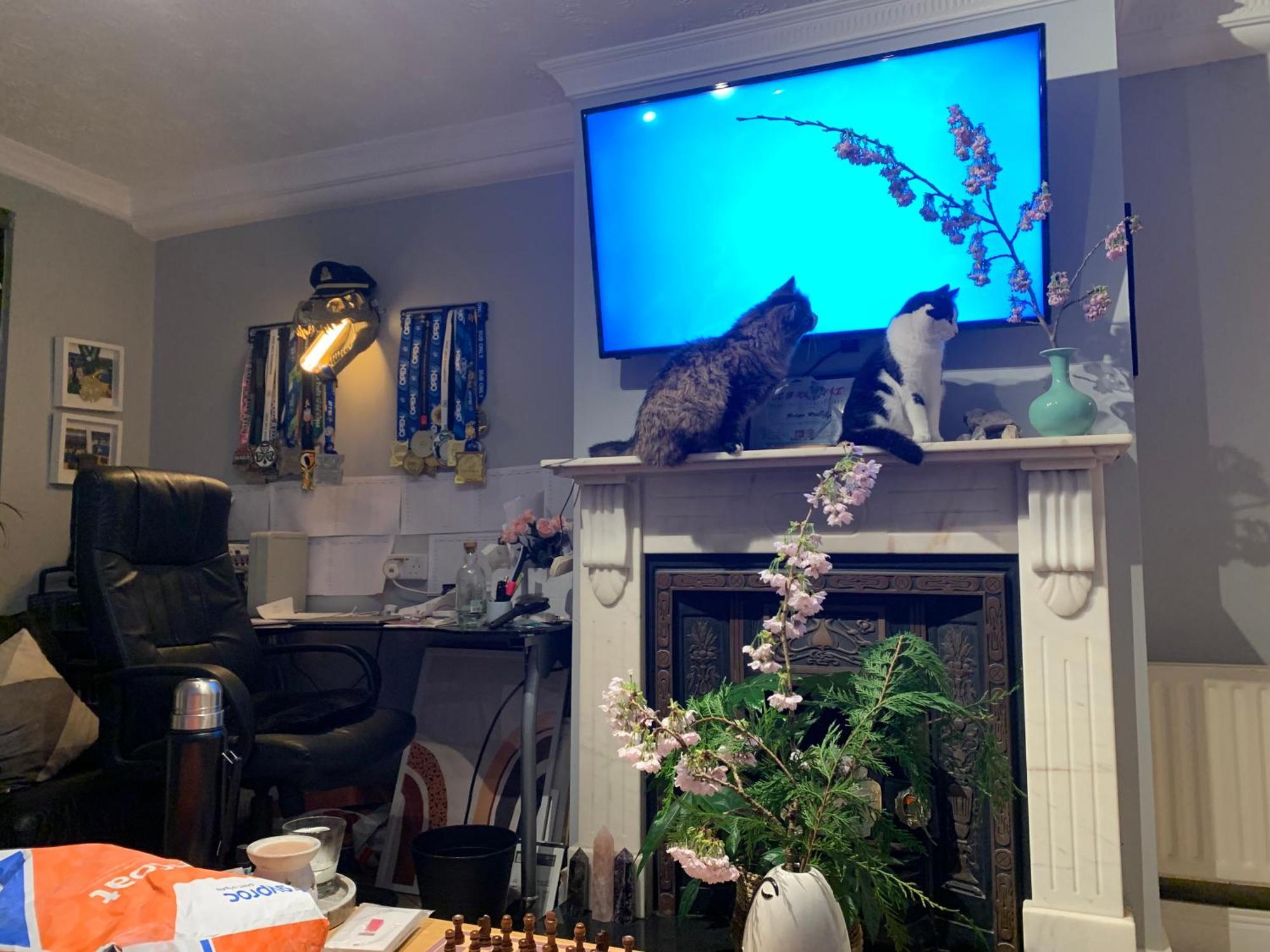 Wake Up With 2 Cats On Your Face Dublin Extérieur photo