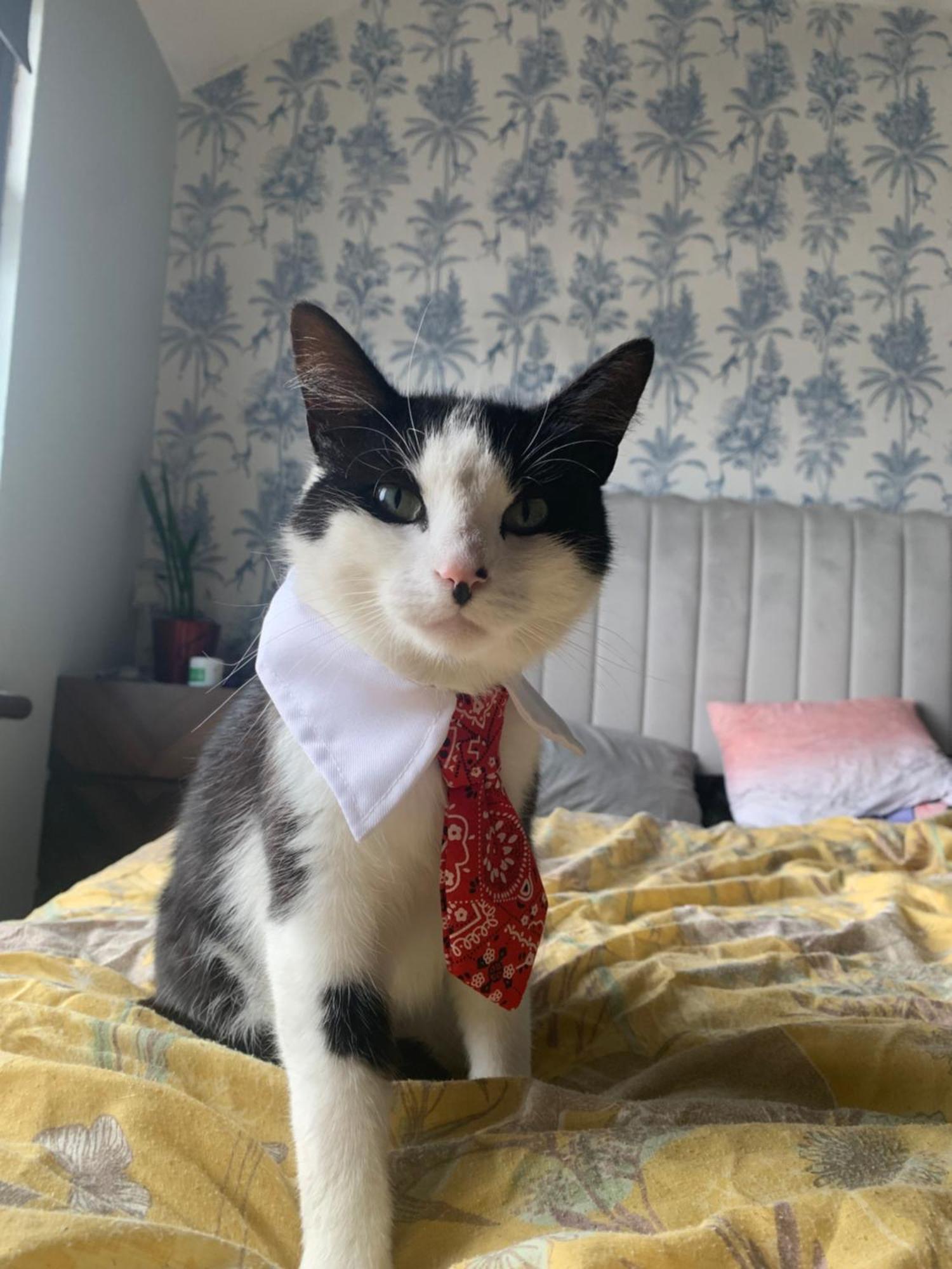 Wake Up With 2 Cats On Your Face Dublin Extérieur photo